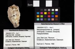 Foto (Objket + Etiketten) von Mesoparapylocheles sp. 